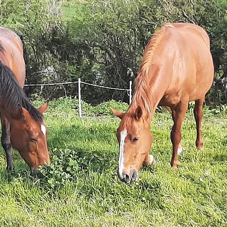 Апартаменты Swan Haven