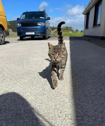 Swan Haven Лисдунварна