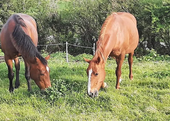 Apartment Swan Haven